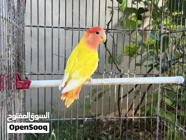 دكـر لاتيـنو ابلاين حـجم ربى يـبارك