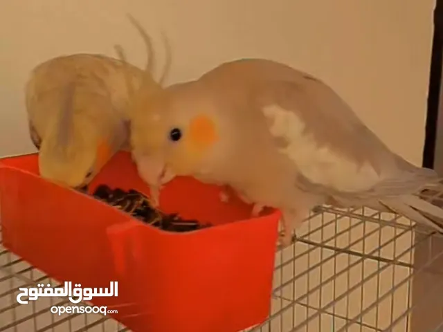 عصافير كوكتيل