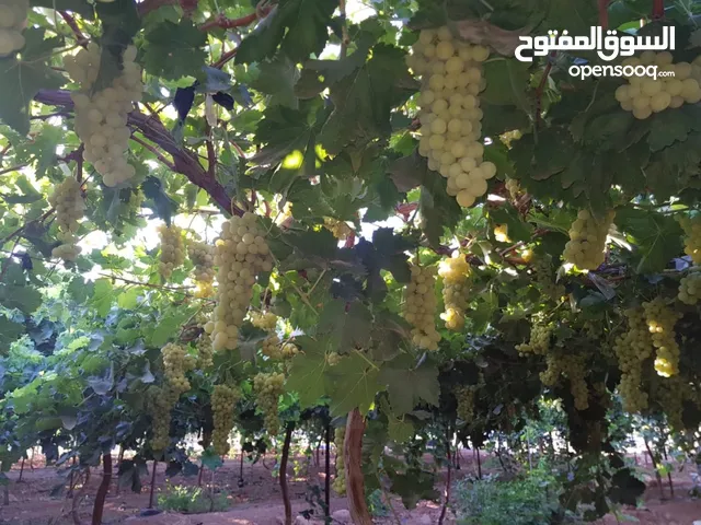 Farm Land for Sale in Mafraq Al-Dafyana