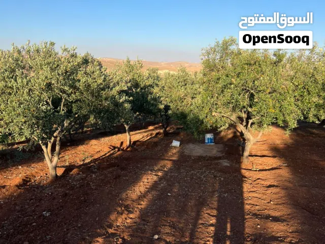 6 دونم مشجره زيتون مع  بيت ريفي 65  أجمل مناطق القنية - كيلو واحد عن الأوتوستراد جرش