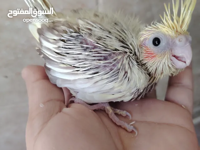 زغاليل كوكتيل
