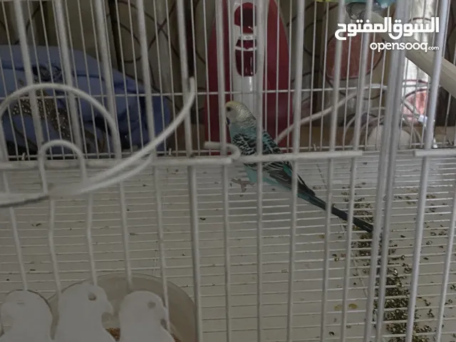 طيور حب زوج امايات الفحل رينبو ازرق على اخضر و النثية اوبلاين وجه اصفر فول للبيع ويا القفص كلشي وياه