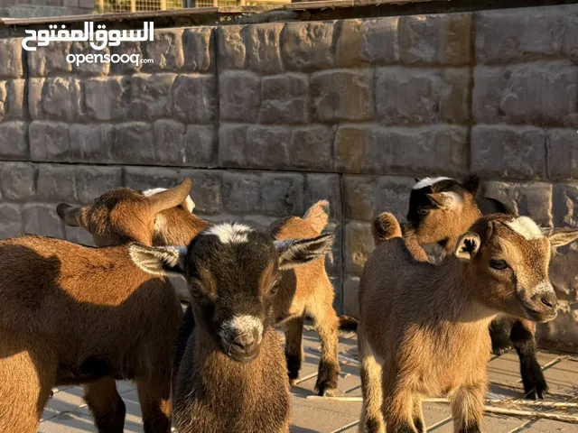 للبيع زوج الماعز القزم البلجيكي سلاله نقيه و مستوى عالي