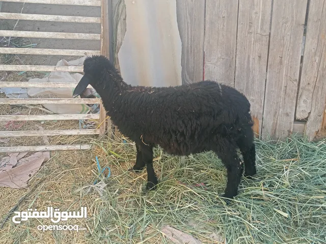 كبش عماني بصحة جيدة العمر خمسة شهور تقريبان