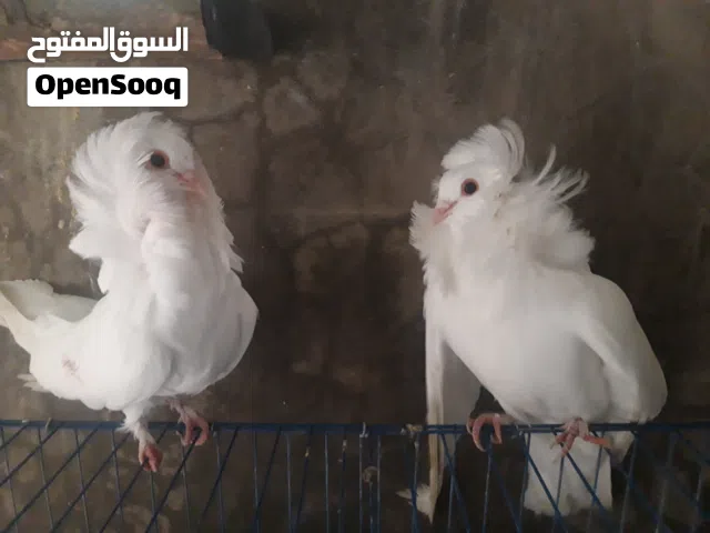 حمام نمساوي للبيع