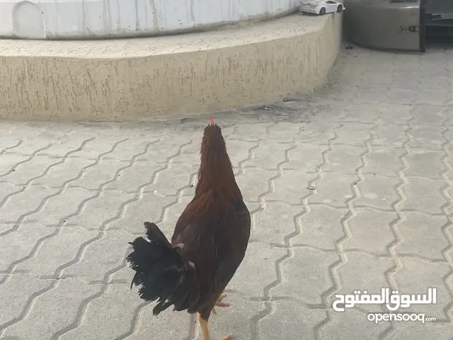 ديك ودياي للبيع
