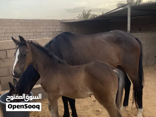 فرس 4/3 ربي يبارك طايبه سرج وسيلة  بنت ولد المرقب