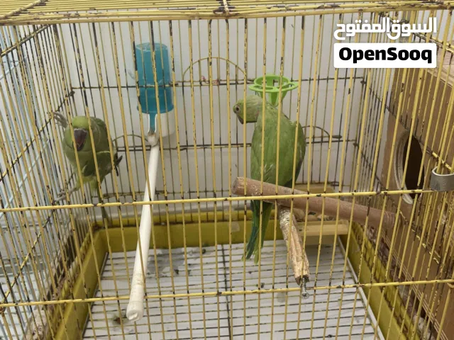 زوج طيور متو
