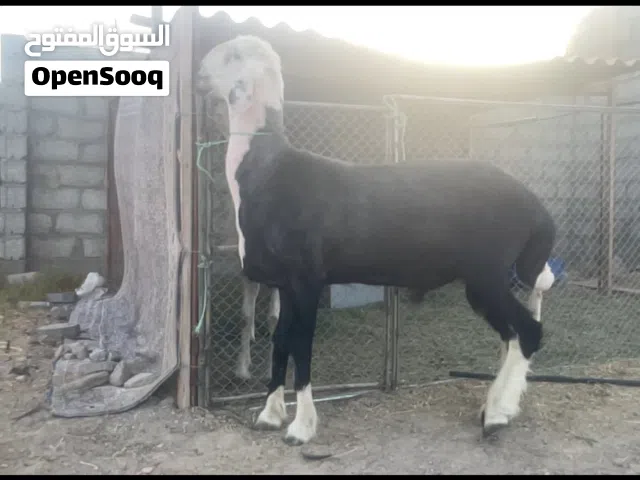 كبش نجدي للبيع