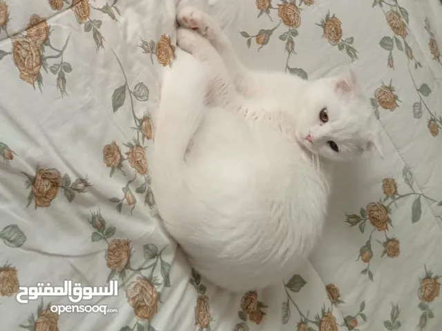 قطط سكوتش فولد
