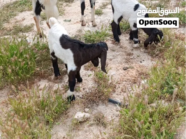 ماعز للبيع