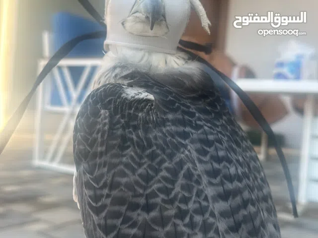 تبع جير مزرعة جوست