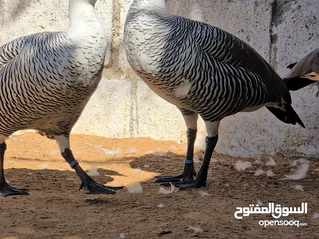 اوز زينه جميع الانواع