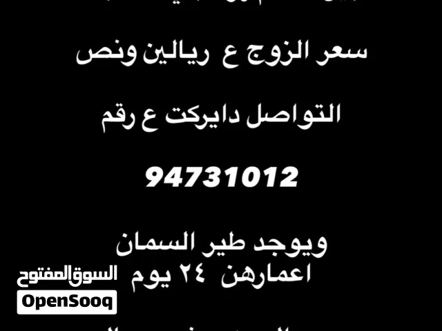 حمام رواعبي/طير السمان