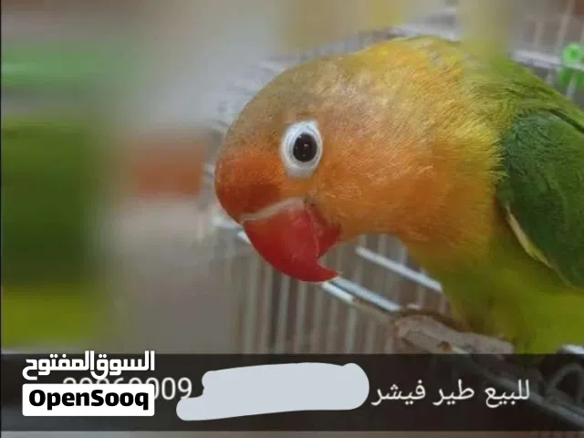 للبيع طير فشر متعلم
