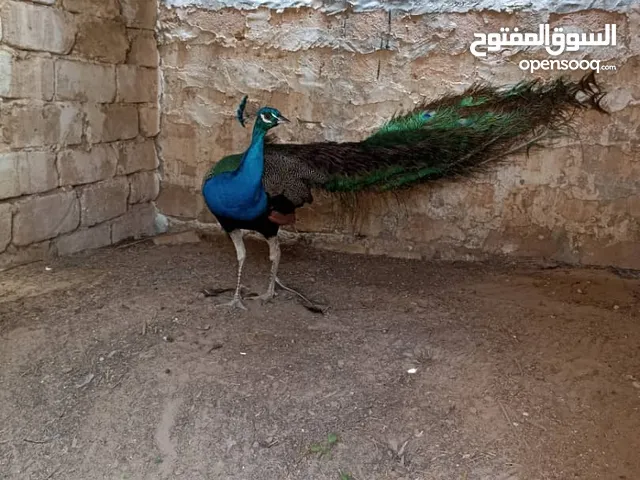 طاووس للبيع