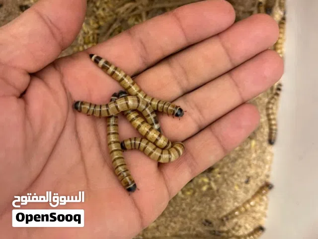 للبيع دود قبابي حي