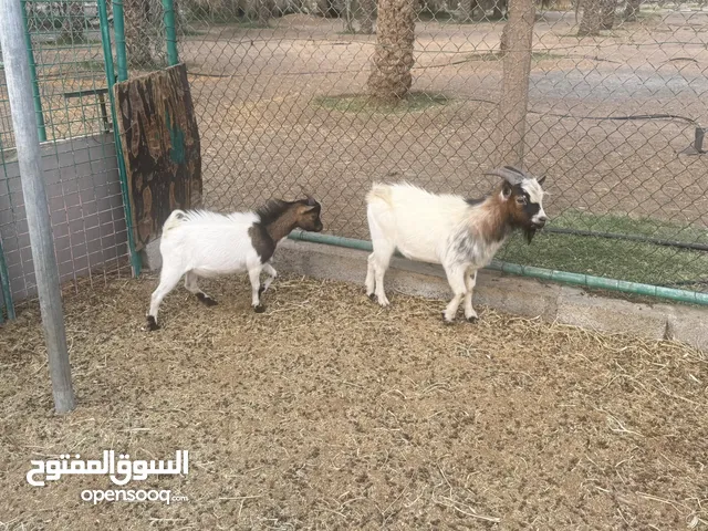 معز القزم بلجيكي ذكر