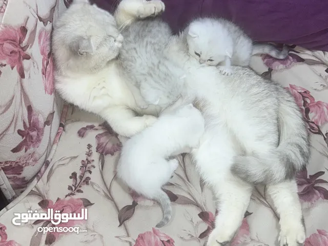 سكوتش فولد