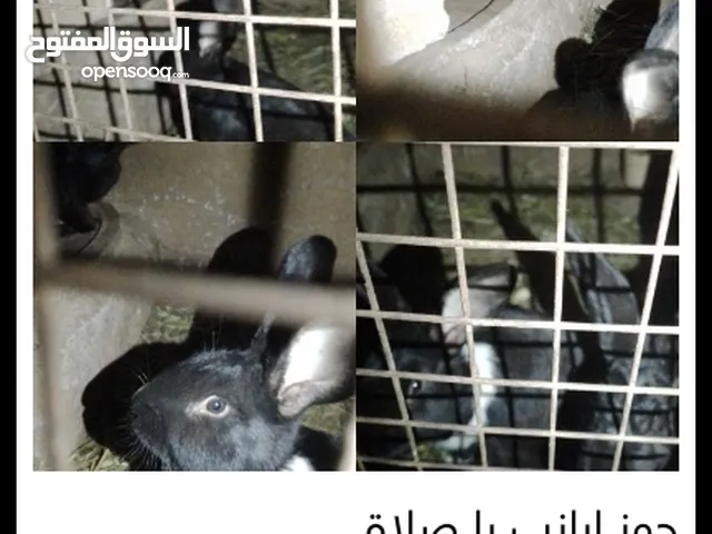 ارانب لبيع