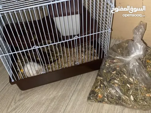 هامستر للبيع