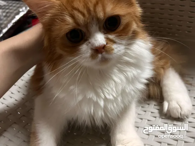 قطة مكس شيرازي و بريتش شورت هير رائعة تبحث عن منزل محب!