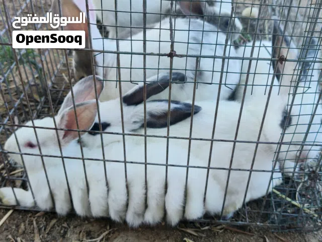 السلام عليكم ارانب عربيات انظاف مافيهنش قمل 4 دكوره و 4 إناث فيهن جوز اكبر من تانيات البيع بالجوز