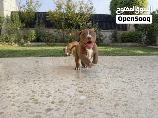 بيتبول رد نوز