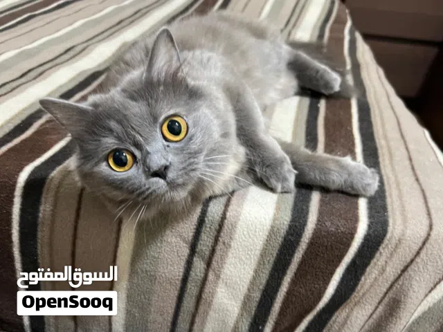 قطة للتبني مكس