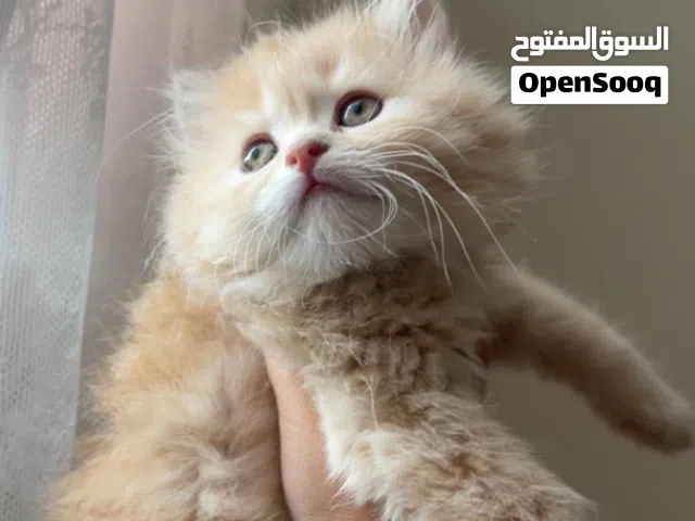 حيونات للبيع