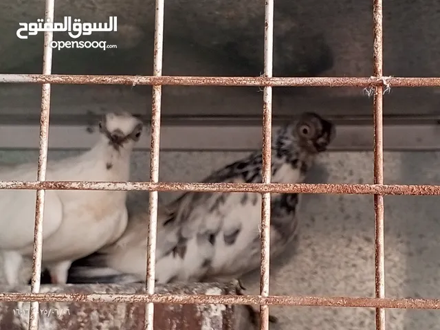 جوز حمام فينر بيدبوست اجمل قصه