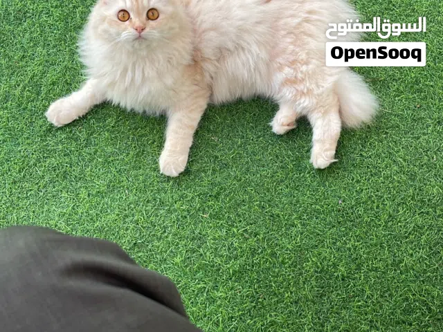 قطه منزليه للبيع