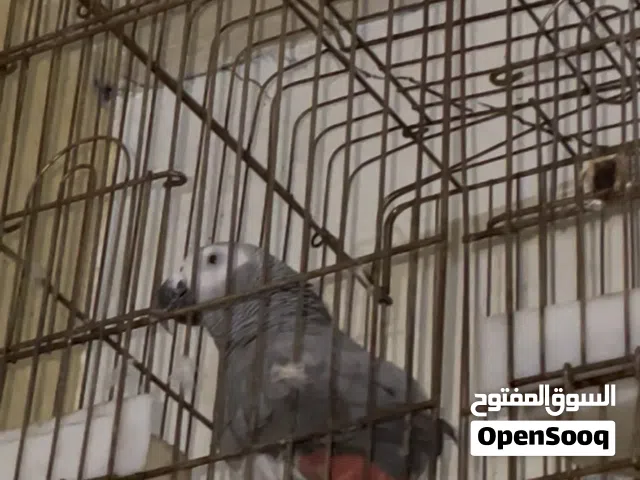 ببغاء ذكيي جداااا جدا للبيع