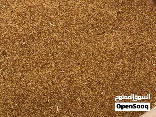 بذر طعام جت العمر سنه ونص سنتين