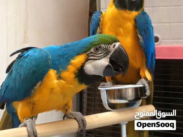 Pair of Blue and Gold Macaw Parrots  whatsapp me :  +63 985 762 7466