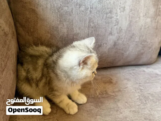 بس ذكر صغير سكوتش ستريت سيلڤر شيدد
