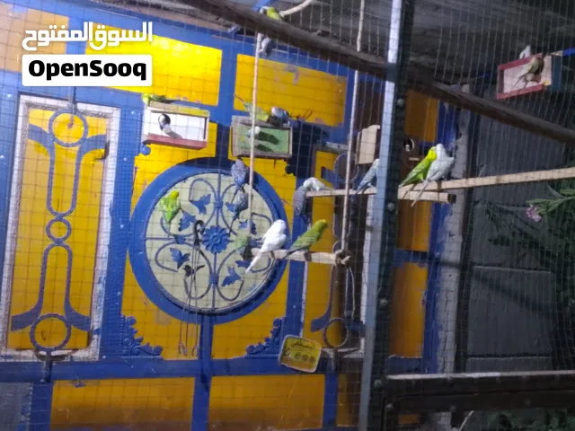 طيور الحب كلهن بزارات مال محميه