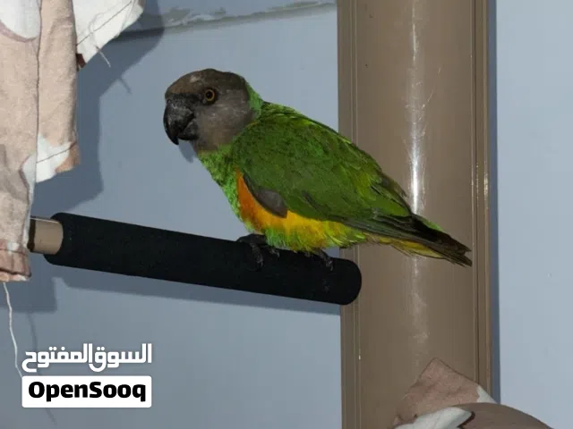 ببغاء سنغالي للبيع لله يبارك