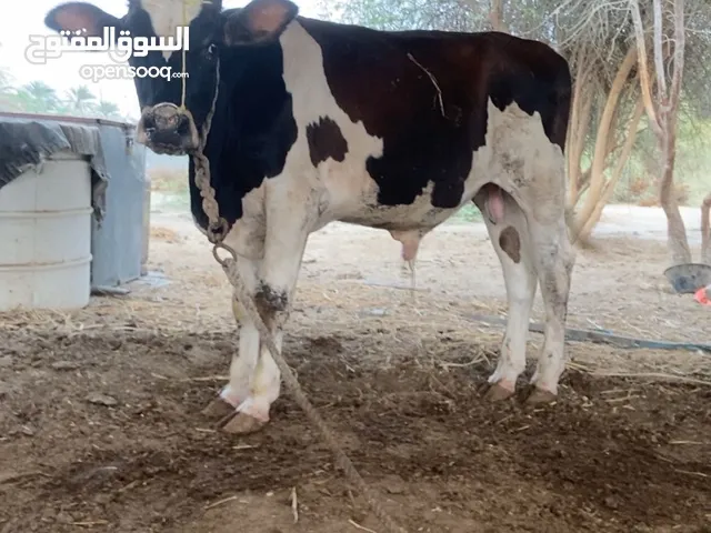 للبيع عجل ننمساوي ضخيره