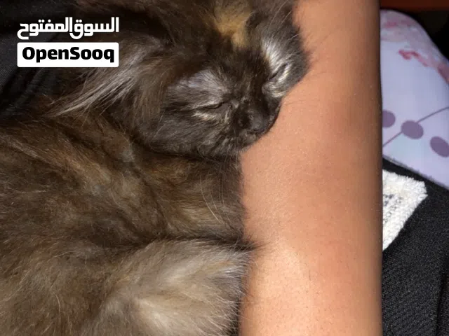 انثى صغيرة عمرها شهر للبيع بسعر مناسب بسبب عدم التفرغ لعوبة ولطيفة كلش