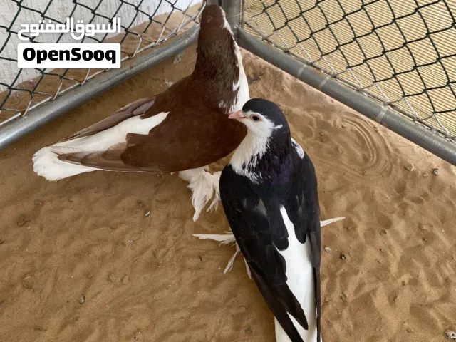 زوج حمام شيرازي