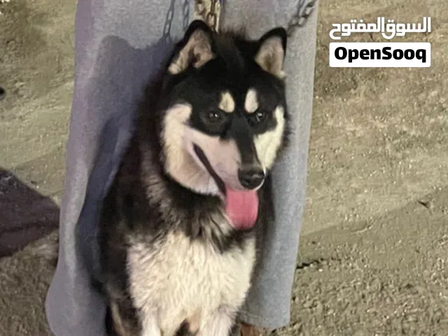 اقرا الإعلان منيح لا ترن تواصل دردشه كلب هاسكي ذكر لعوب جدا للبدل على كلب شرس أو للبيع
