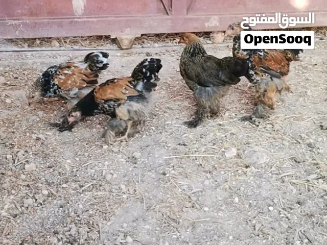 براهمي بورسلان