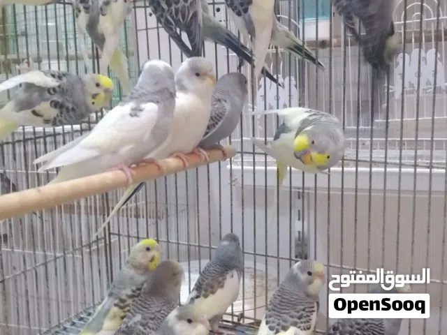 متاح طيور حب شكري برصاص وتركيب شكري