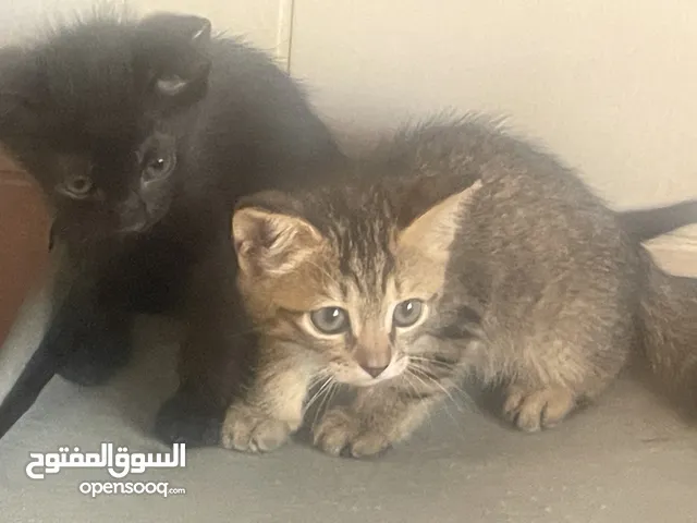 قطط لتبني ام وعيالها ومن دون اي مبلغ بلاش