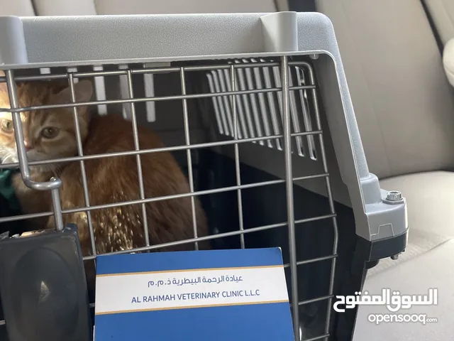 قط ذكر