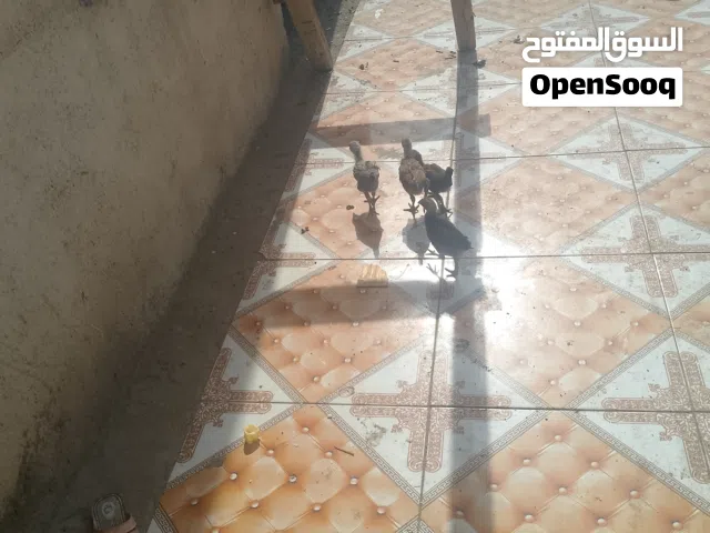 كتاكيت عرب  تربيه مزرعه