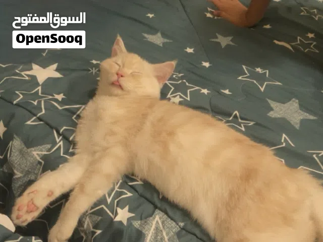 قطط للتبني