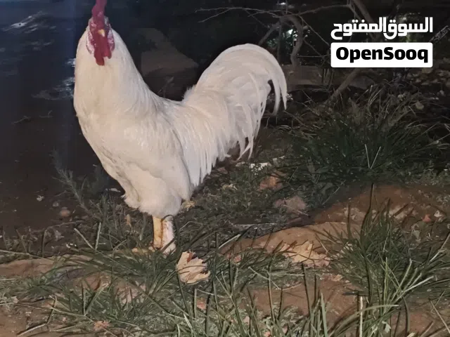 ديك حجم وليقة رب يبارك