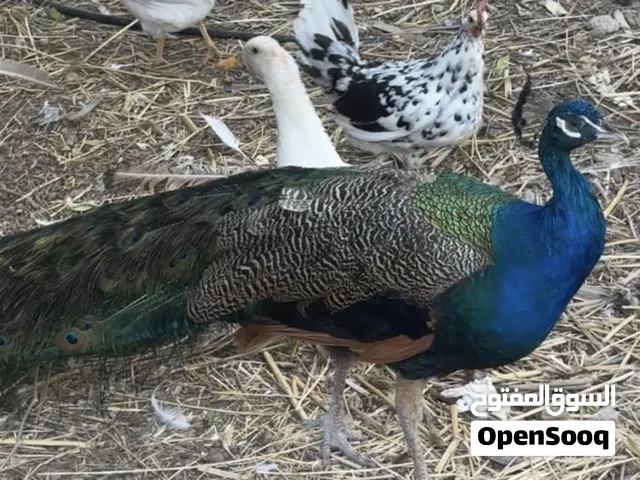 طاووس للبيع ابرا
